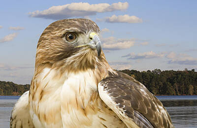 From The Kitchen - Red-Tailed Hawk by Melinda Fawver
