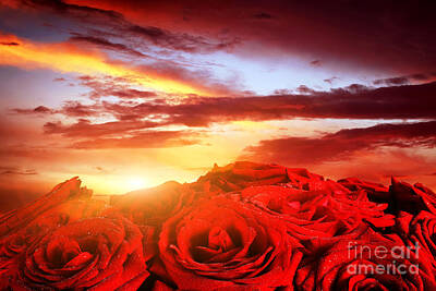 Roses Photos - Red wet roses flowers on romantic sunset sky by Michal Bednarek