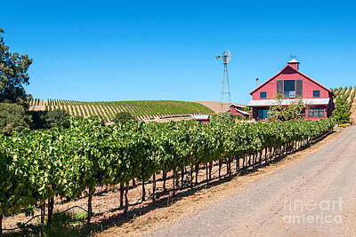 Wine Royalty-Free and Rights-Managed Images - Red Wine Barn - Beautiful view of wine vineyards and a Red Barn in Napa Valley California. by Jamie Pham