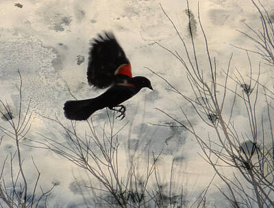 Staff Picks Cortney Herron - Red Wing Blackbird by Rosalie Scanlon