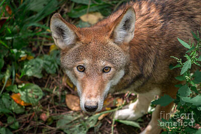 Namaste With Pixels Rights Managed Images - Red Wolf Royalty-Free Image by Rebecca Brooks
