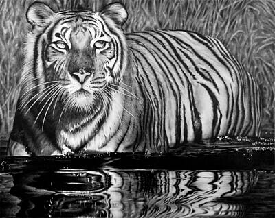 Animals Drawings - Reflective Tiger by Jerry Winick