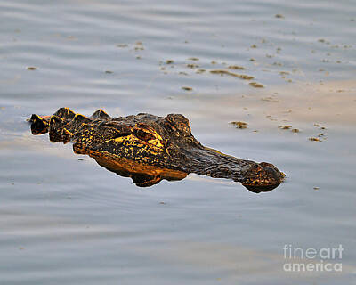 Reptiles Photo Royalty Free Images - Reptile Reflection Royalty-Free Image by Al Powell Photography USA
