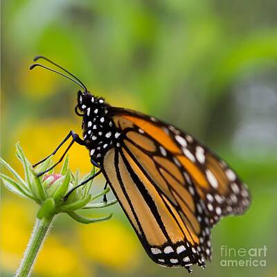 Nikki Vig Royalty-Free and Rights-Managed Images - Resting Monarch Butterfly by Nikki Vig