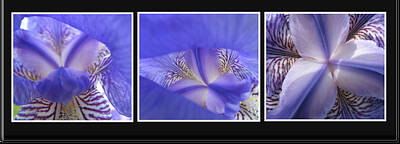 Lilies Royalty Free Images - Restraint Royalty-Free Image by Tina M Wenger
