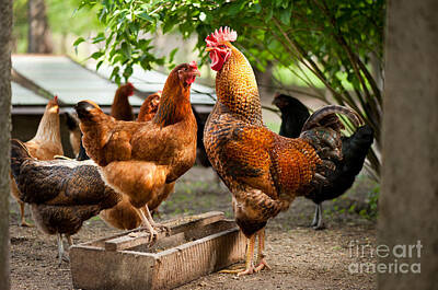 Birds Photos - Rhode Island Red chickens and wooden feeder  by Arletta Cwalina