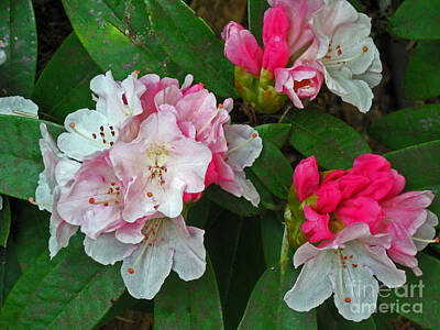 Road And Street Signs - Rhododendron Flowers by Ellen Miffitt