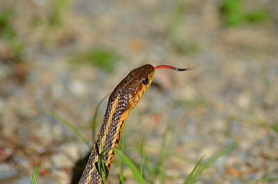 Vintage Buick Rights Managed Images - Ribbon Snake Royalty-Free Image by James Petersen