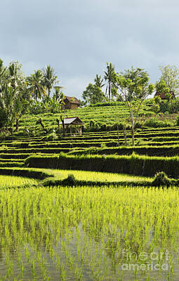 Have A Cupcake - Rice Field Landscape In Bali Indonesia by JM Travel Photography
