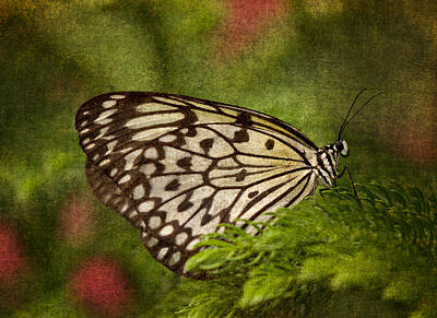 Lucky Shamrocks - Rice Paper Butterfly 2 by Joann Vitali