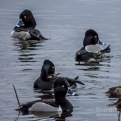 Tying The Knot Rights Managed Images - Ring-Necked Ducks 3 Royalty-Free Image by Nancy L Marshall