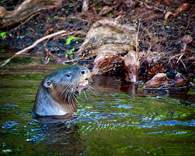 Mark Andrew Thomas Rights Managed Images - River Otter Royalty-Free Image by Mark Andrew Thomas