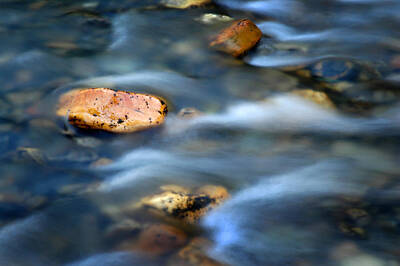 Animal Surreal - River Water and Rocks by Lane Erickson