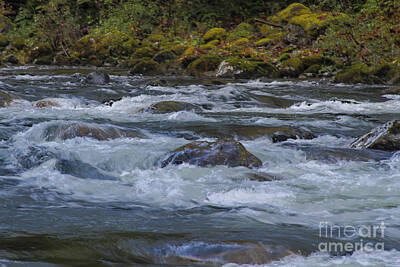 Underwater Seaanimal Photography - Roaring Cascades River by Darleen Stry