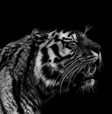 Animals Photos - Roaring Tiger by Martin Newman