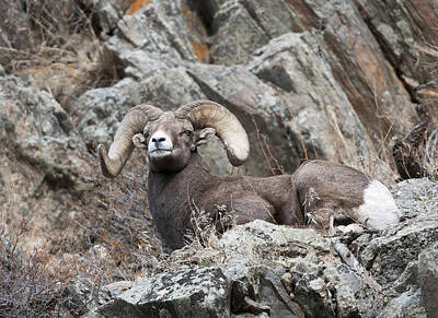 Mammals Rights Managed Images - Rocky Mountain Big Horn Ram on watch II Royalty-Free Image by Gary Langley