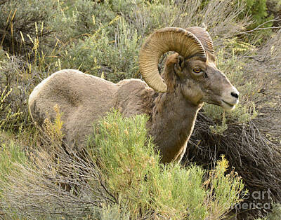 Watercolor Alphabet Rights Managed Images - Rocky Mountain Big Horned Sheep Royalty-Free Image by Dennis Hammer