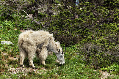 Priska Wettstein Land Shapes Series - Rocky Mountain Goat by Kathleen Bishop