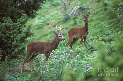Modern Man Music - Roe buck and doe  by Phil Banks