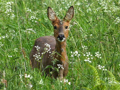Luck Of The Irish - Roe Doe in early Summer by Phil Banks