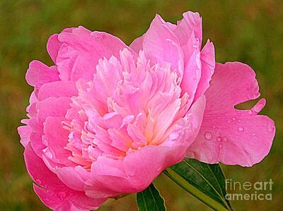 Umbrellas Royalty Free Images - Pink Peony Royalty-Free Image by Eunice Miller