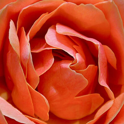 Roses Photos - Rose Abstract by Rona Black