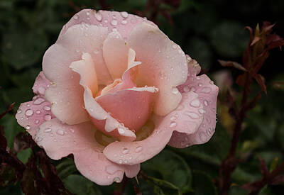 Roses Photos - Rose and Rain - Pale Pink Raindrops by Georgia Mizuleva