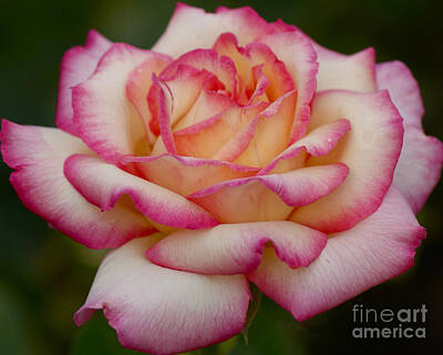 Roses Royalty-Free and Rights-Managed Images - Rose Beauty by Debby Pueschel