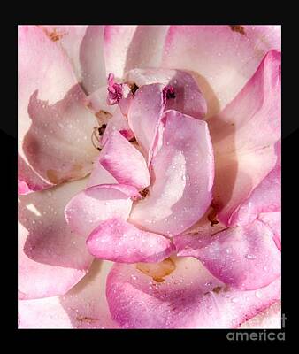 Abstract Flowers Photos - Rose Close-Up by Stefano Senise