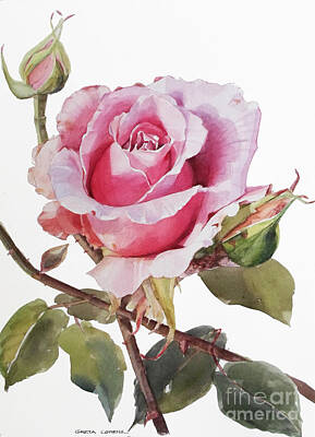 Roses Paintings - Watercolor of a Graceful Pink Rose by Greta Corens