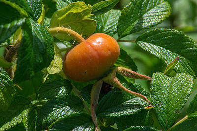 Everett Collection Rights Managed Images - Rose Hip Royalty-Free Image by Tikvah