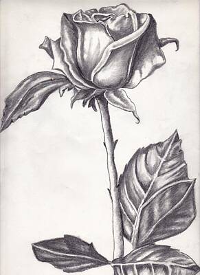 Roses Drawings - Rose by Kaye Gribble