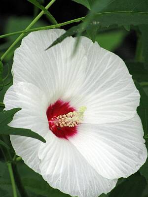 Parks - Rose Mallow - Honeymoon White With Eye 05 by Pamela Critchlow