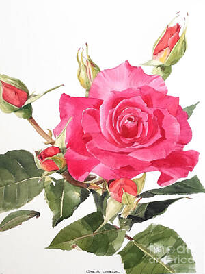 Catch Of The Day - Watercolor Red Rose Margaret by Greta Corens