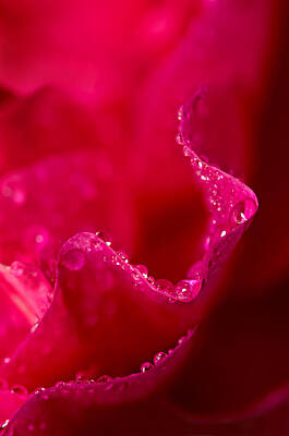 Abstract Flowers Photos - Rose Petal Rain by Mary Jo Allen