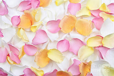 Roses Royalty-Free and Rights-Managed Images - Rose petals background by Elena Elisseeva