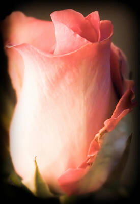 Recently Sold - Roses Royalty-Free and Rights-Managed Images - Rosebud by Karen Wiles