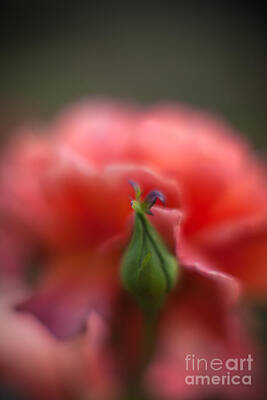 Roses Photos - Rosebud Nest by Mike Reid