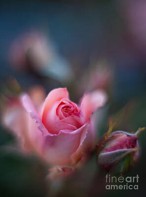 Roses Royalty-Free and Rights-Managed Images - Roses Scented Dream by Mike Reid