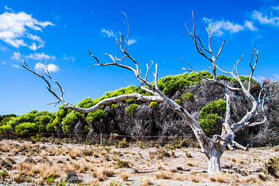 Terry Oneill - Rottnest island in Australia  by Mariusz Prusaczyk