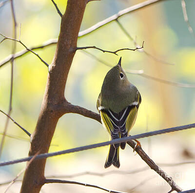 Have A Cupcake - Ruby-crowned Kinglet by Cathy Alba