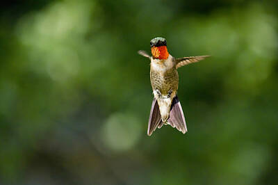 Clouds Royalty Free Images - Ruby Throated Hummingbird Royalty-Free Image by Brian Grzelewski