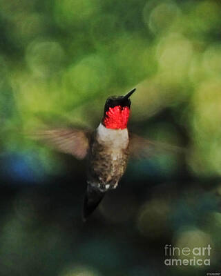 Holiday Cookies - Ruby Throated Hummingbird Hovering by Lizi Beard-Ward