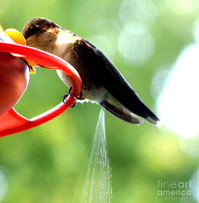 Roses Photos - Ruby-Throated Hummingbird pooping by Rose Santuci-Sofranko