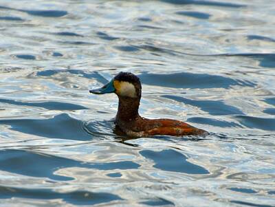 Sports Royalty-Free and Rights-Managed Images - Ruddy duck by David Tennis