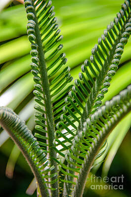 Stocktrek Images - Sago Palm Growth by Dale Powell