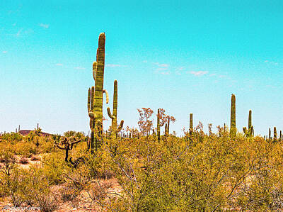 Religious Paintings - Saguaro Cactus in Organ Pipe Monument by Bob and Nadine Johnston