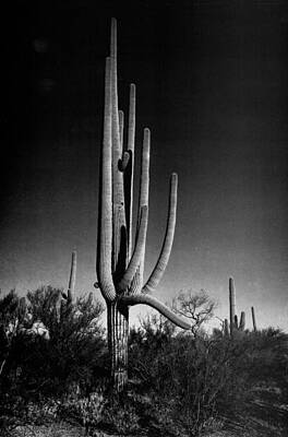 Landscapes Digital Art - Saguaros III by Ansel Adams