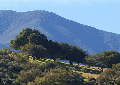 Mans Best Friend Rights Managed Images - Salinas Valley Hillside Royalty-Free Image by Derek Dean