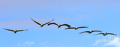 Birds Photo Rights Managed Images - Sandhill Crane Flight Pattern Royalty-Free Image by Michael Dawson